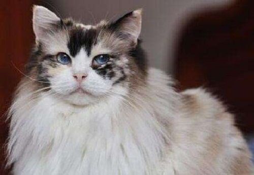 蓝双布偶猫毛发养护攻略