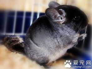 纯黑龙猫养护攻略，宠物饲养必看！