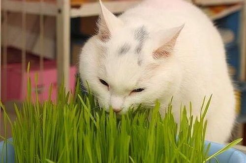 “奶猫养护攻略：新手必看！”