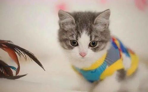 “奶猫养护攻略：新手必看！”