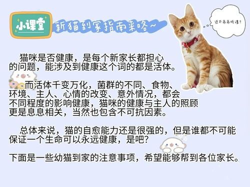 新手养猫指南：新生小猫养护秘籍