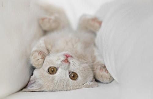 “手机宠物鸭猫养护攻略，养宠必备！”