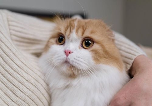 “手机宠物鸭猫养护攻略，养宠必备！”