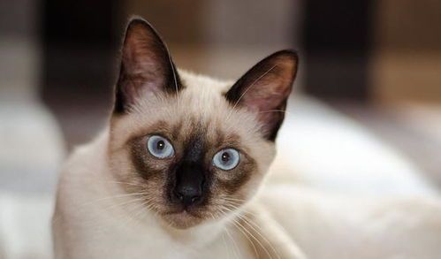 暹罗猫：白手套宠物养护宝典