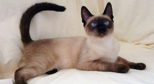 暹罗猫：白手套宠物养护宝典