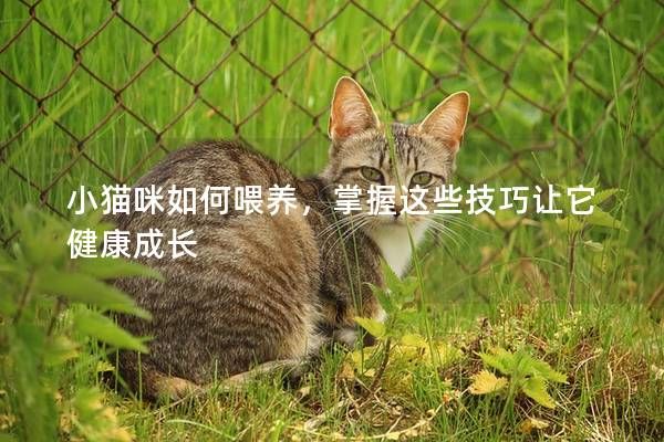小猫咪如何喂养，掌握这些技巧让它健康成长