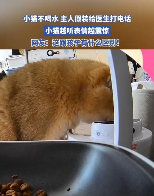 小猫不喝水主人假装给医生打电话 小猫越听表情越震惊！