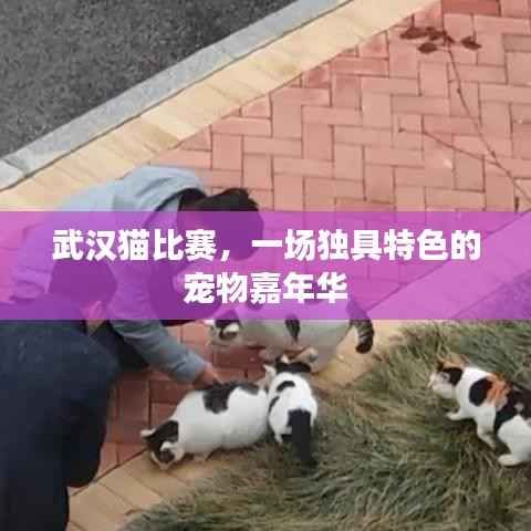 武汉猫比赛，一场独具特色的宠物嘉年华
