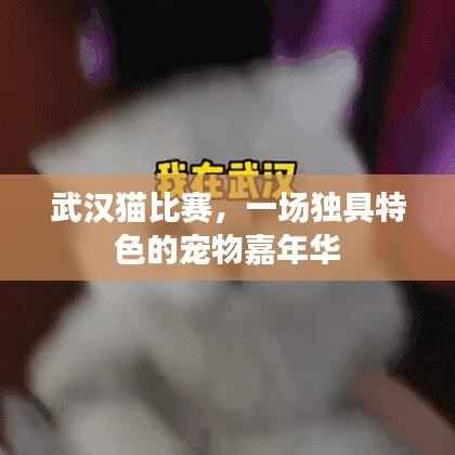 武汉猫比赛，一场独具特色的宠物嘉年华