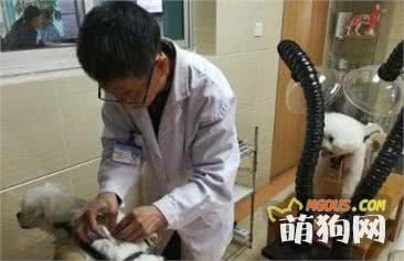 宠物医院针灸疗法受追捧，瘫痪狗狗治疗后重新行走