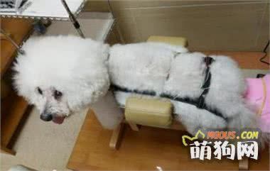 宠物医院针灸疗法受追捧，瘫痪狗狗治疗后重新行走