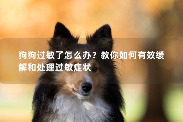 狗狗过敏了怎么办？教你如何有效缓解和处理过敏症状