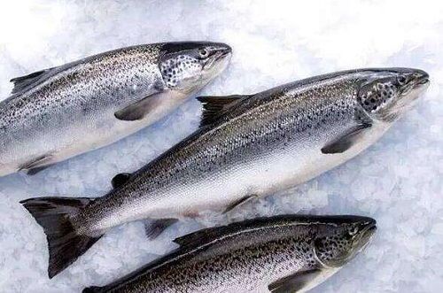 三文鱼过敏？检测处理，宠物医生来帮忙！