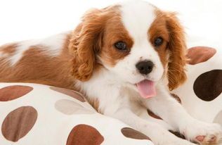 宠物狗吃雪糕抖，警惕食物过敏与体寒