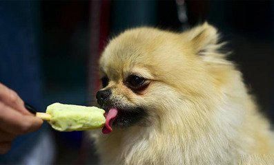 宠物狗吃雪糕抖，警惕食物过敏与体寒