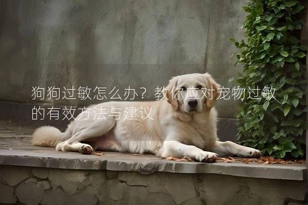 狗狗过敏怎么办？教你应对宠物过敏的有效方法与建议