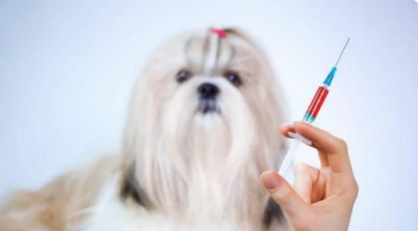 给宠物看病有多贵？