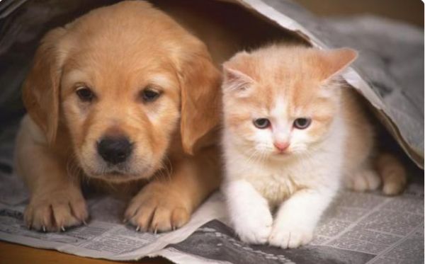 国内宠物医疗现状，给宠物看病有多贵？