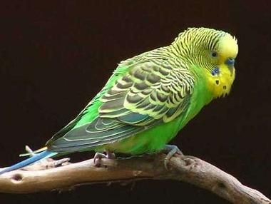 请问广州有哪里是可以给鹦鹉看病的宠物店啊？？急啊！！！