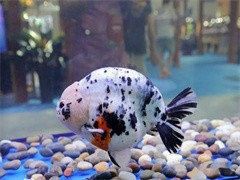 重庆綦江出售观赏鸟 种类繁多