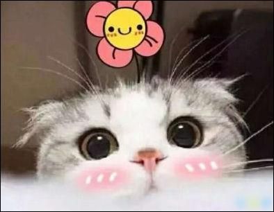 宠物：人类生活中温暖的特殊伙伴