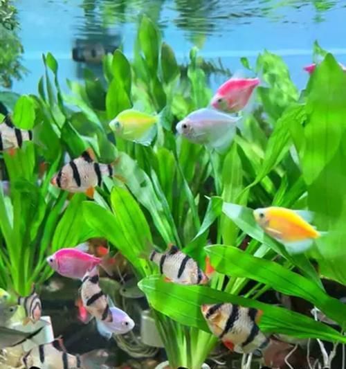 鱼缸绿色底色适合养什么鱼？选择鱼类时应该注意什么？