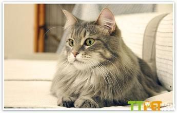 挑选宠物猫怎么选