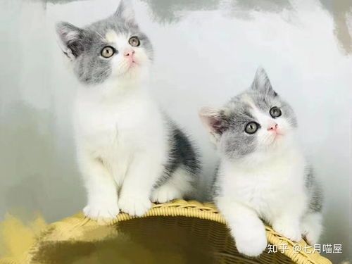 怎么挑选健康宠物猫呢