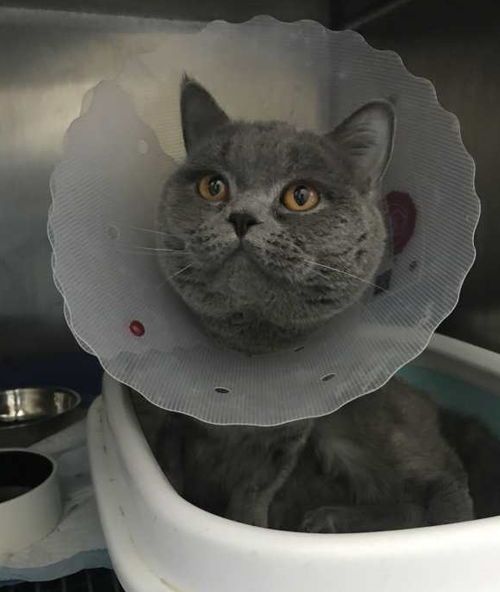 宠物猫盆怎么选择尺寸