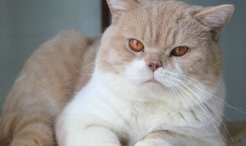 怎么线上挑选宠物猫