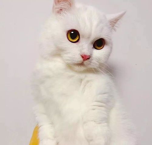 宠物猫品相怎么选择