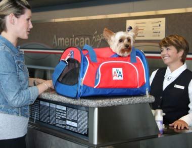 带宠物去越南旅行