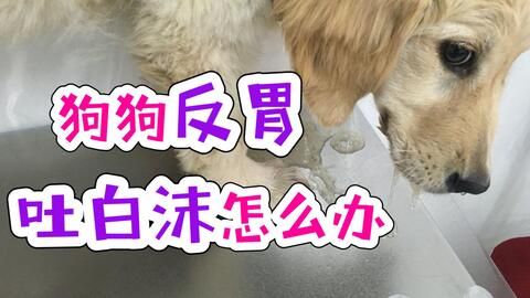 宠物狗吃食物呕吐怎么办