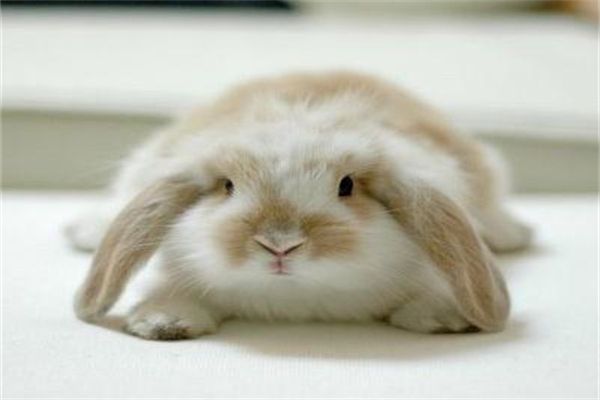 狗狗食物的三大分类