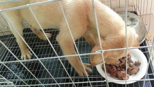 如何给狗狗灌食物