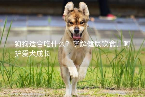 狗狗适合吃什么？了解健康饮食，呵护爱犬成长