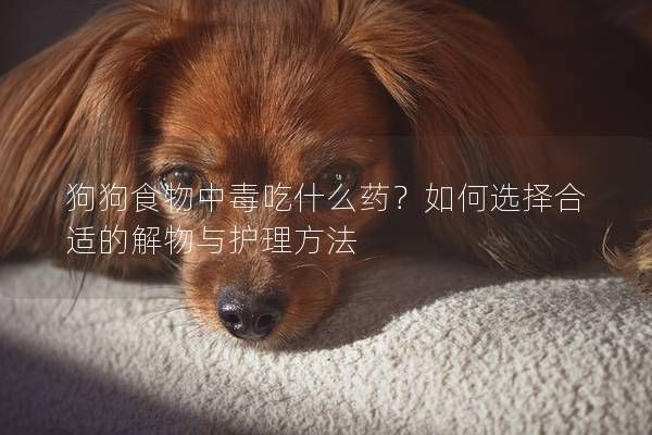 狗狗食物中毒吃什么药？如何选择合适的解物与护理方法