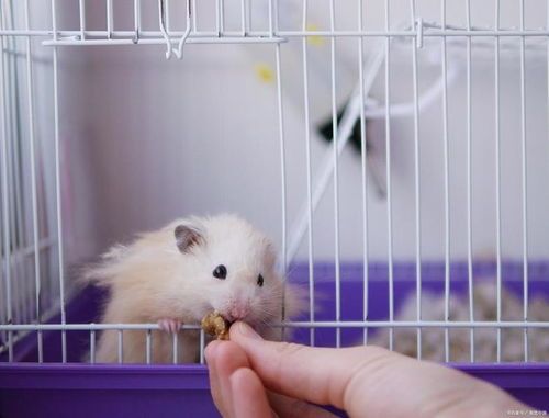 如何正确清洗仓鼠笼子，避免宠物不适？