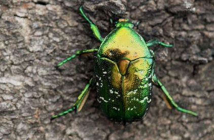 金龟子的迁徙行为与环境适应