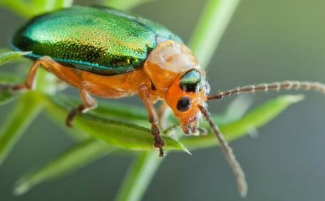 金龟子的迁徙行为与环境适应