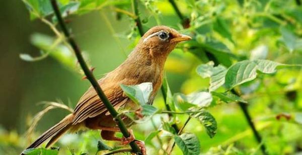 刚抓的画眉鸟（探索画眉鸟适应新家的过程与时间）