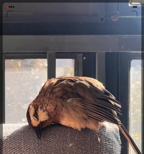 刚抓的画眉鸟（探索画眉鸟适应新家的过程与时间）