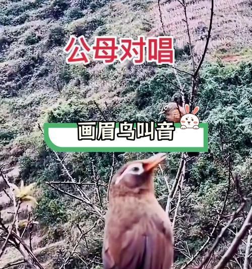 刚抓的画眉鸟（探索画眉鸟适应新家的过程与时间）