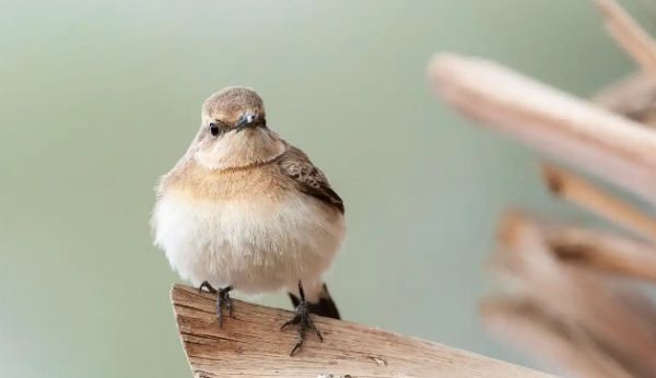 画眉鸟怎么养才不怕人?一起来看看吧!