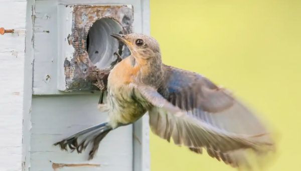 画眉鸟怎么养才不怕人?一起来看看吧!