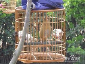 如何训练宠物画眉鸟？