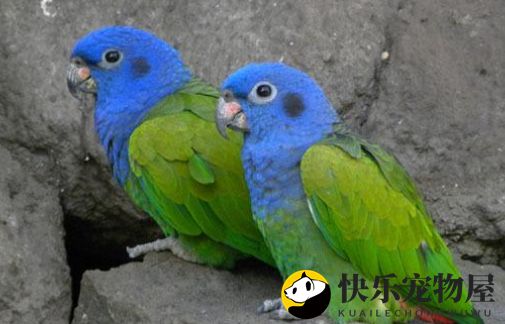 揭秘蓝头鹦哥适宜饲养温度,一探究竟