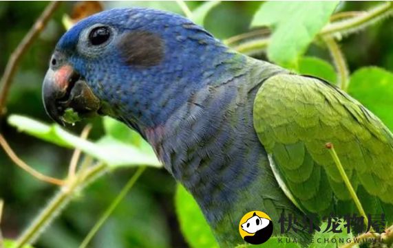 蓝头鹦哥适宜饲养温度解析,不容错过