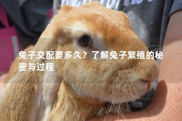 兔子交配要多久?了解兔子繁殖的秘密与过程