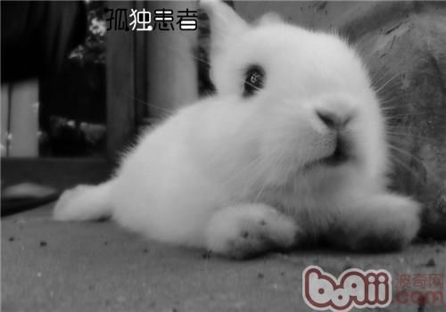 慢性及重症宠物兔的照顾方法